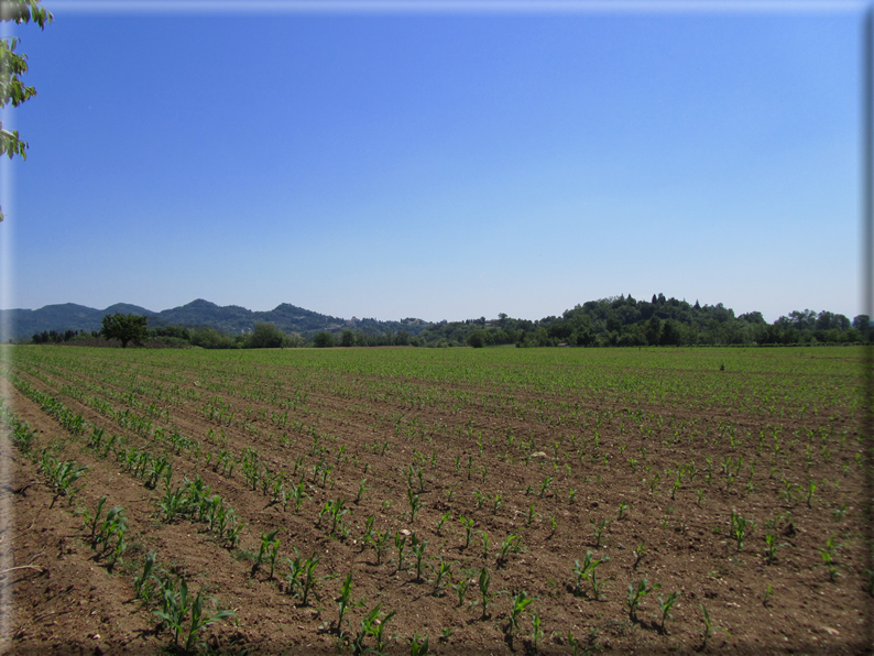 foto Paesaggi Collinari in Primavera